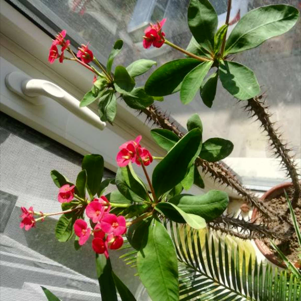 四季花有哪些品种图片大全