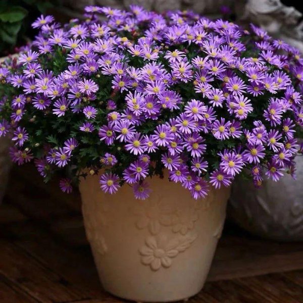 四季花有哪些品种图片大全