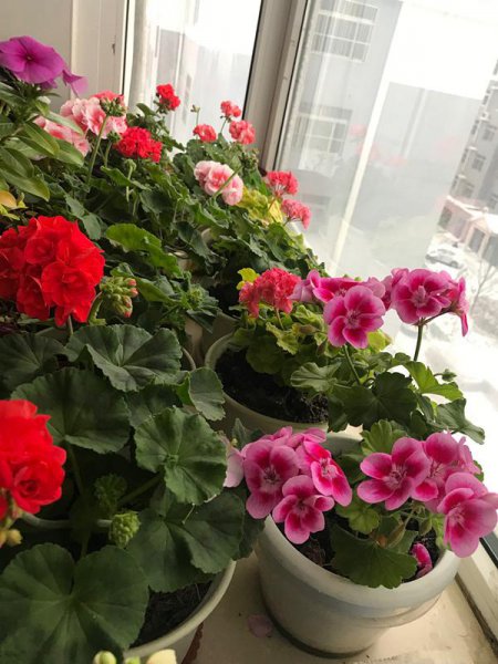 四季花有哪些品种图片大全
