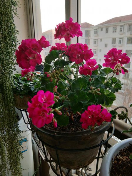 四季花有哪些品种图片大全