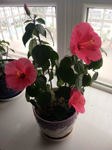 四季花有哪些品种图片大全