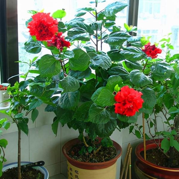 四季花有哪些品种图片大全