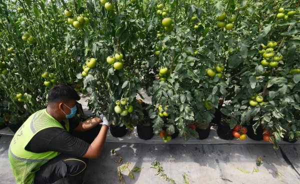 种蔬菜用什么肥料好