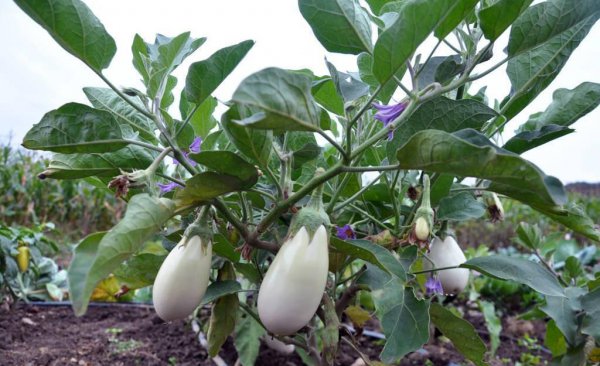 种蔬菜用什么肥料好
