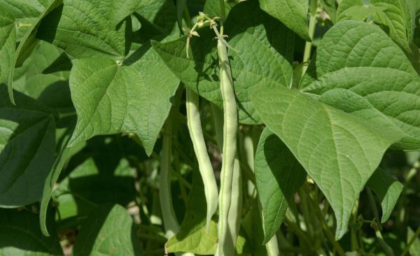 种蔬菜用什么肥料好
