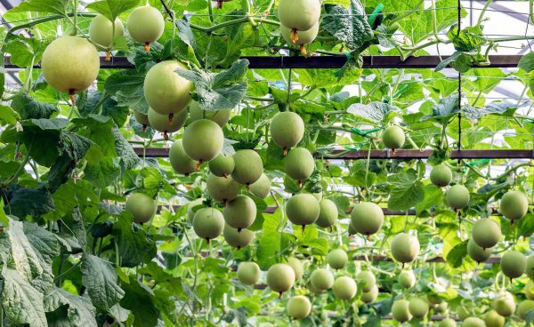 种蔬菜用什么肥料好