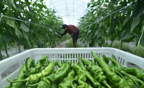 种蔬菜用什么肥料好