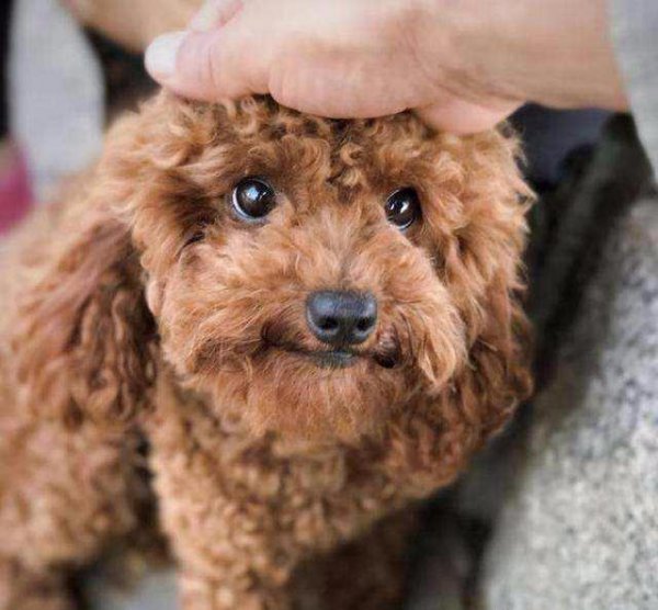 如何训练小狗狗听话的方法