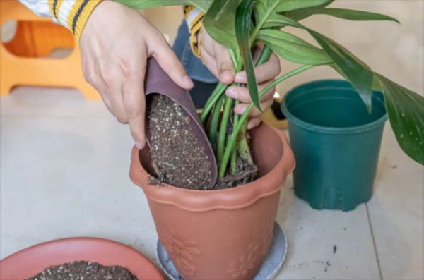 椰砖土适合养什么植物