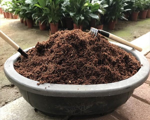 椰砖土适合养什么植物