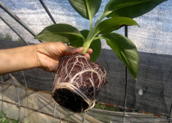 椰砖土适合养什么植物