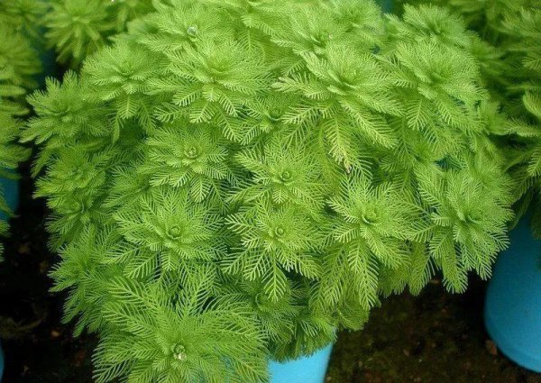 水生盆栽植物品种名称及图片
