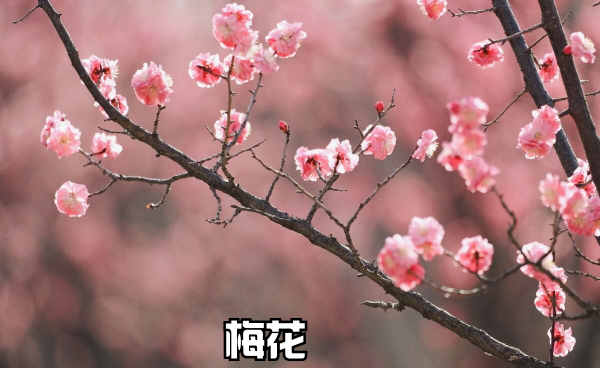 春天有什么花会开放