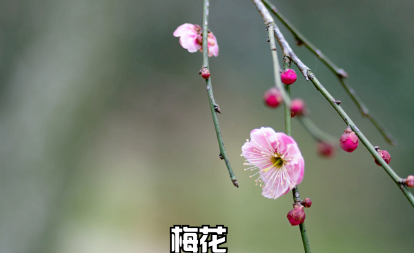 春天有什么花会开放