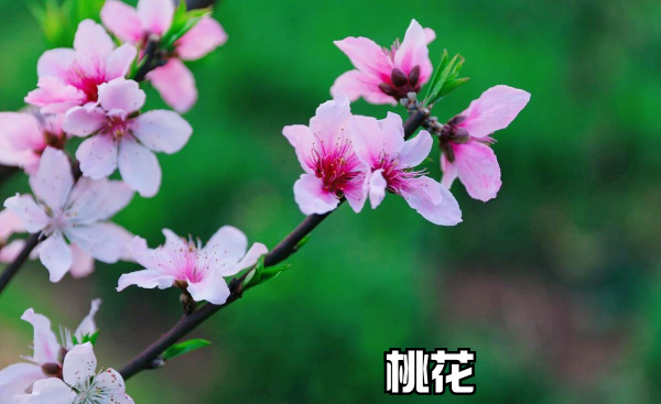 春天有什么花会开放