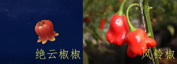 绝云辣椒介绍