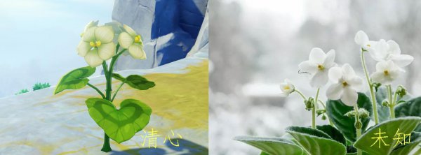 绝云辣椒介绍