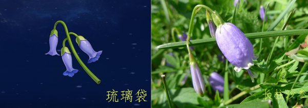 绝云辣椒介绍