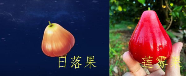 绝云辣椒介绍