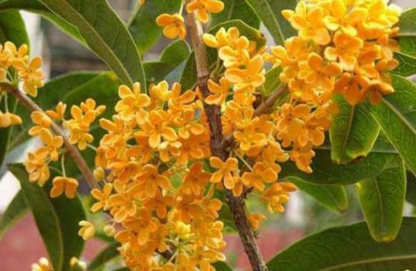 桂花叶子卷曲的原因有哪些