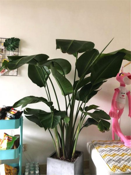 客厅养什么花最吉利也招财