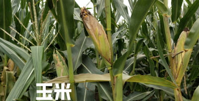 沃玉3号玉米种简介 沃玉3号玉米品种的优缺点介绍