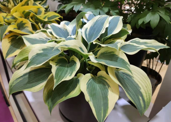 小黑飞根除绝招用什么东西