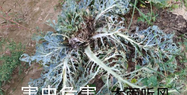 蔬菜防虫小妙招招真的有用吗