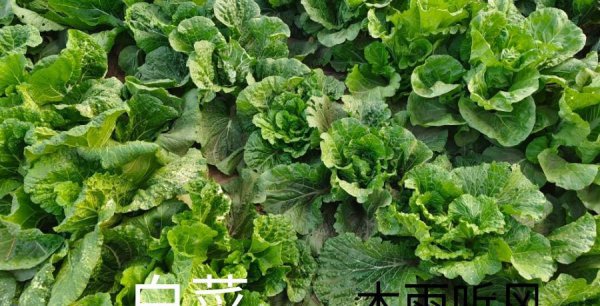 蔬菜防虫小妙招招真的有用吗