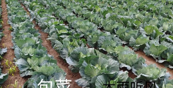 蔬菜防虫小妙招招真的有用吗