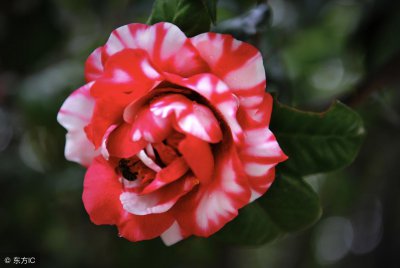 茶花叶子尖发黑枯萎像烧焦怎么办 根本原因是没有选对花盆