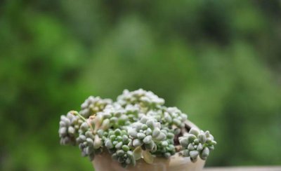 多肉叶子出现黑斑怎么办 多肉植物叶子长黑斑是怎么回事