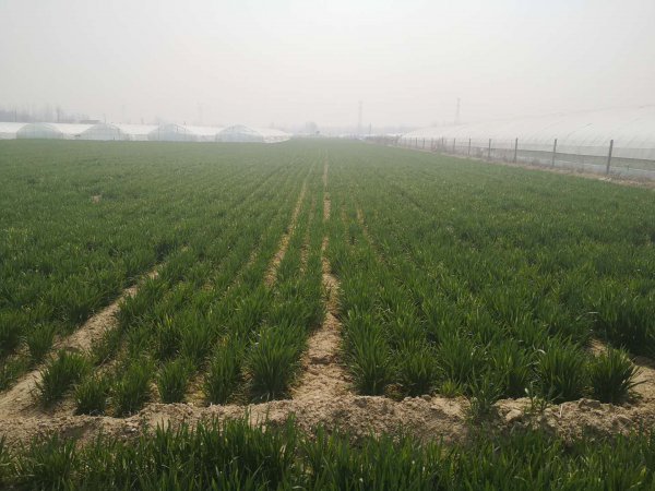 尿素的正确施肥方法和用量