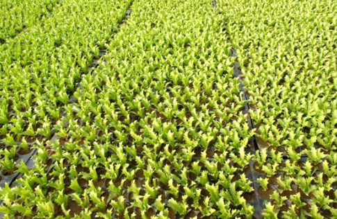 生菜种子直接种还是先催芽好