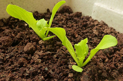 生菜种子直接种还是先催芽好