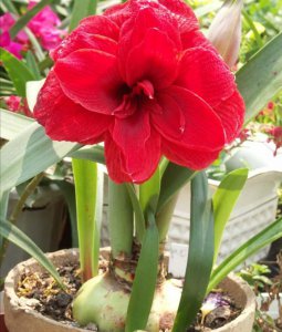 朱顶红只长叶子不开花怎么办 掌握3大技巧快速冒出花箭