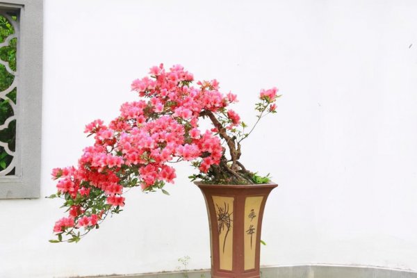 名贵花卉有哪些品种图片