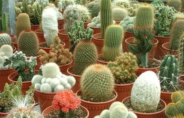 耐旱又好成活的花卉品种图片