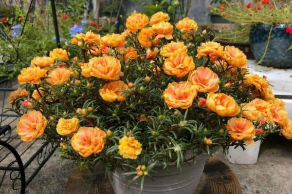 耐旱又好成活的花卉品种图片