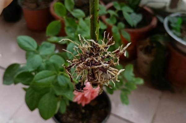 月季插条生根新方法