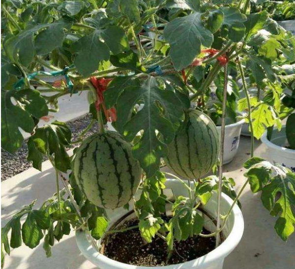 盆栽西瓜的种植方法和管理技术