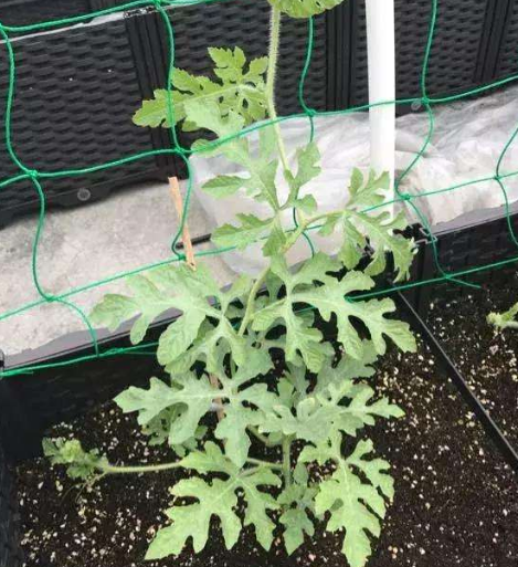 盆栽西瓜的种植方法和管理技术