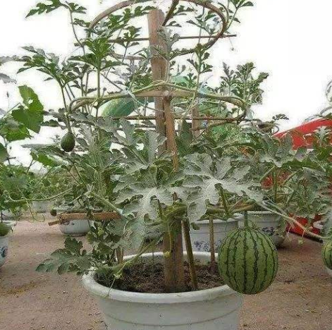 盆栽西瓜的种植方法和管理技术