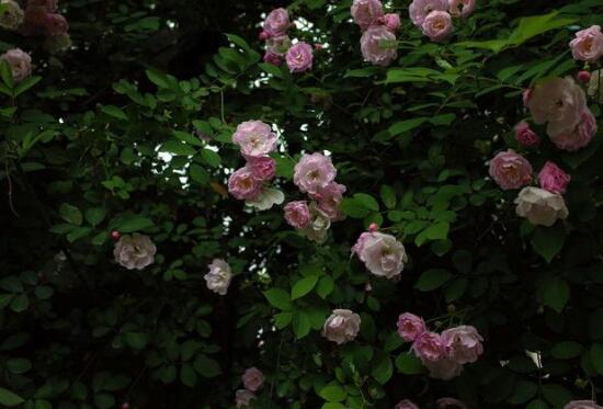 蔷薇花一年开几次花