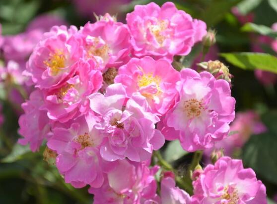 蔷薇花一年开几次花
