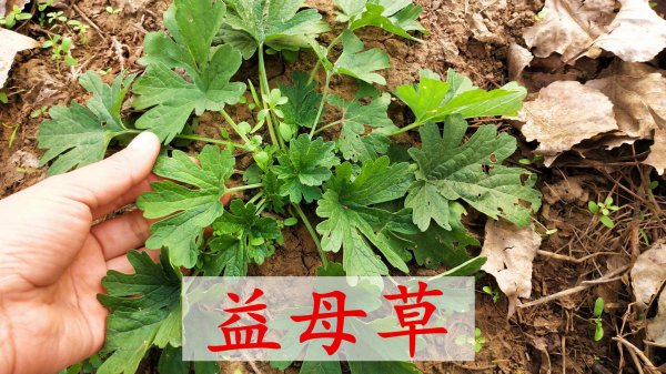 真正的益母草图片及功效