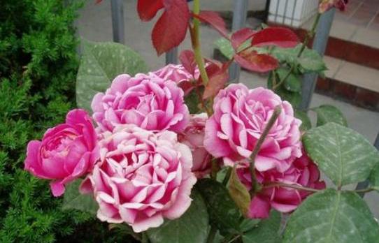 施什么肥让月季花又多又大