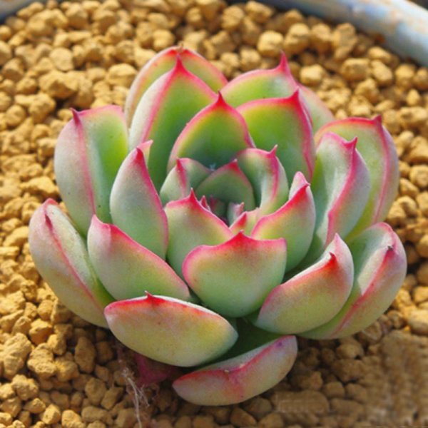 养多肉植物的注意事项