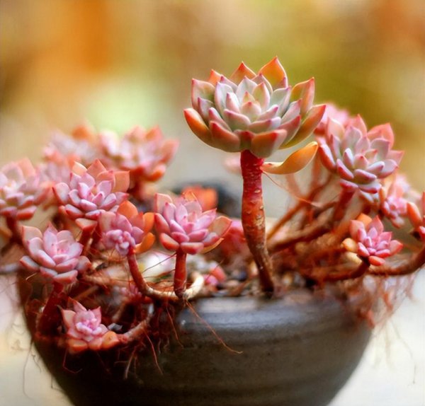 养多肉植物的注意事项