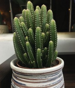 万重山变黄变软怎么办 万重山枝条变软变黄补救方法